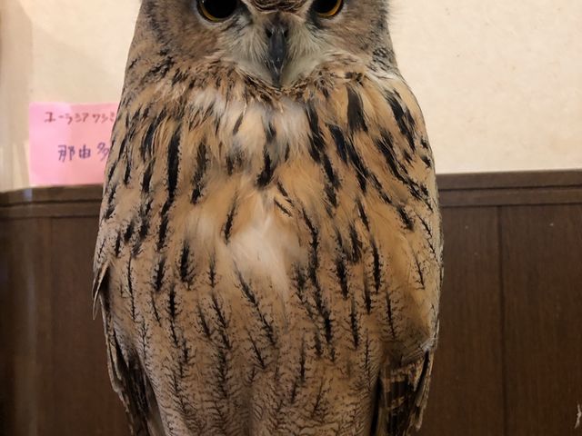 入り口付近にいるコで、鼻筋を触るとなんとも言えない表情で可愛かったです_アニマルカフェ不可思議
