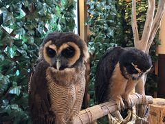 さるまいさんのアニマルカフェ不可思議への投稿写真1