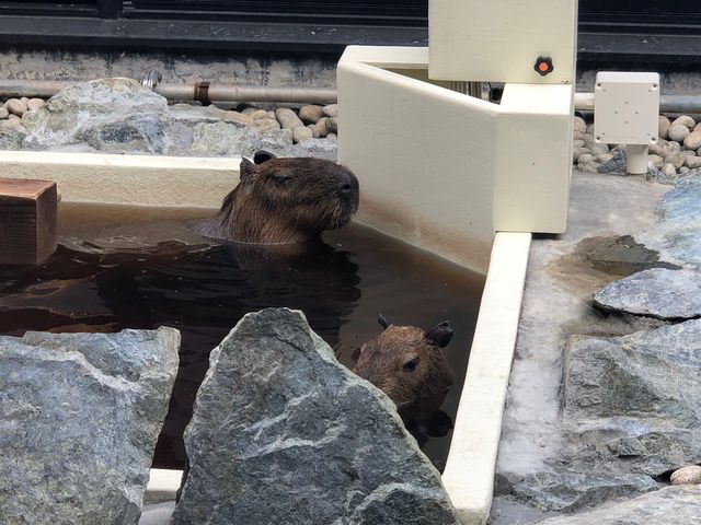 カピパラ!_石狩天然温泉 番屋の湯