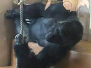 ebさんの東山動物園の投稿写真1