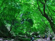 モリウメさんの葛城山の投稿写真1