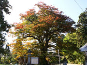 芽衣さんの長遠寺の投稿写真1