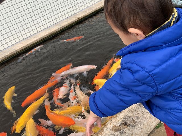 鯉のエサやり_浜名湖体験学習施設「ウォット」