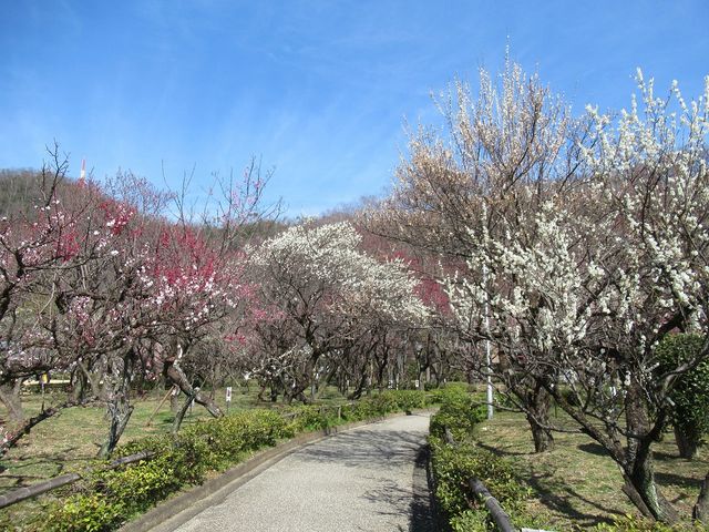 梅の林の中の散策路_梅林公園の梅
