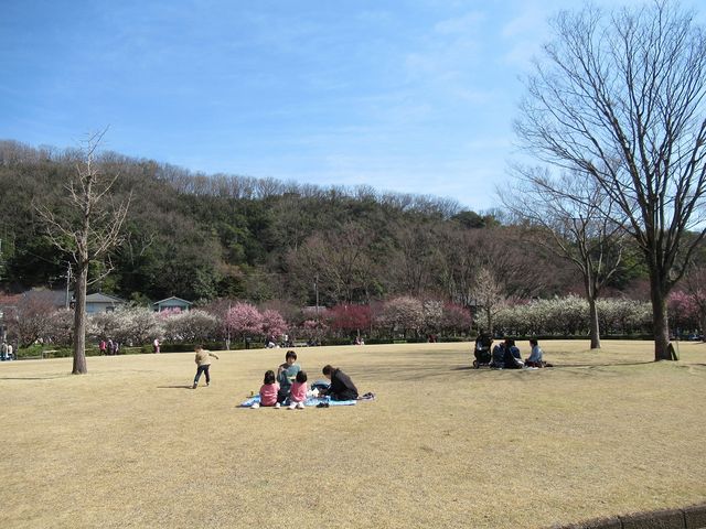 中央の芝生広場_梅林公園の梅