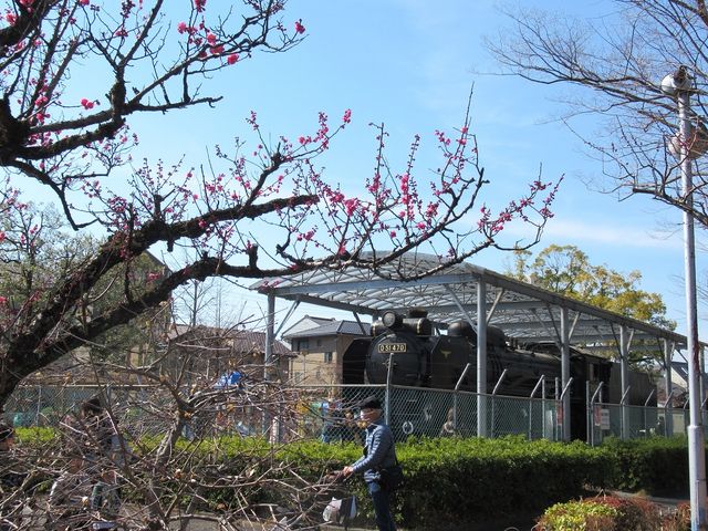 隣接児童公園内にSLが展示_梅林公園の梅
