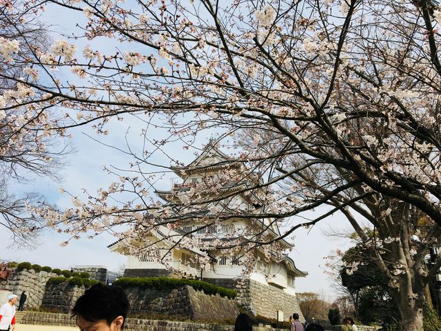 お城と桜です。_千葉城跡