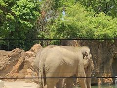 上野動物園の写真1