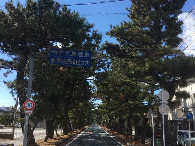 舞阪松並木1_旧東海道松並木(静岡県浜松市)