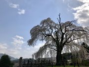 カトQさんの原間のイトザクラの投稿写真1