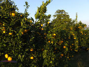 トントさんの湯河原町のみかん狩りの投稿写真1