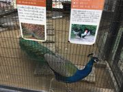 poporonさんの長崎公園(諏訪の杜)の投稿写真2