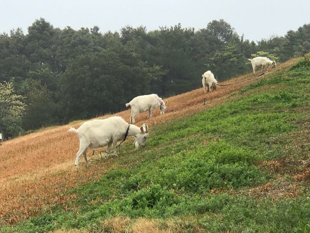 good goat_あぐりの丘