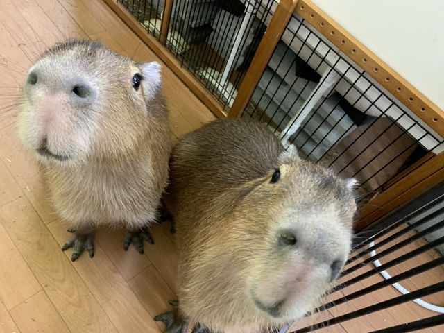 かわいいカピバラさん姉妹。リンゴちゃん(左)とポテトちゃん(右)_CAPYBARA LAND カピバランドPUIPUI