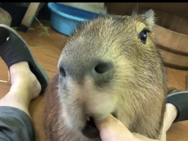 やんちゃなカピバラの男の子 ロンくん_CAPYBARA LAND カピバランドPUIPUI