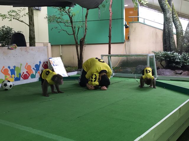 日本vsブラジル戦
負けて悔しそうです(笑)_日光さる軍団