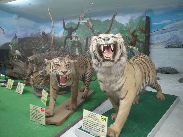 つやま自然のふしぎ館