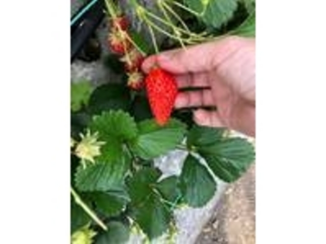 甘くて美味しいイチゴ♪_原文農園
