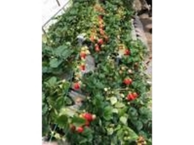 食べつくした後でもこんなに沢山のイチゴたちが!_原文農園