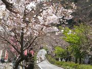 ニコちゃんさんの桜トンネルの投稿写真1