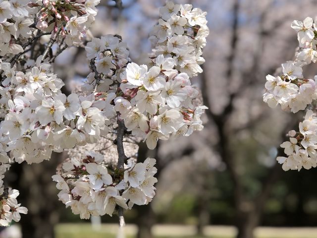 平日は空いていて穴場です_さいたま市 市民の森