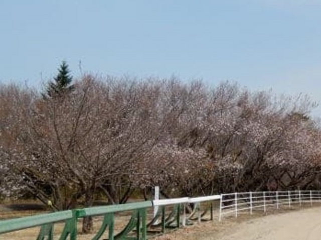 桜_南相馬市馬事公苑