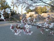 こぼらさんの上野公園の桜の投稿写真4