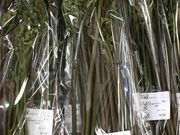 梨花さんの道の駅 高千穂の投稿写真1