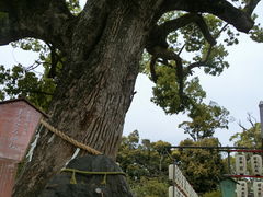 やんまあさんの平野神社への投稿写真1