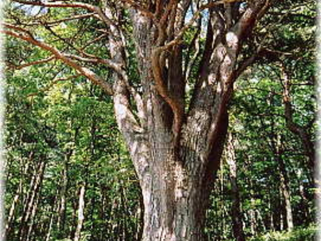 生命力を感じます!_長興寺の千本松
