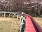 カワさんの白鳥公園の投稿写真1