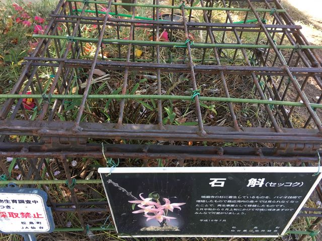 再生事業として移植された石斛(セッコク)がありました。_福浦島自然植物公園