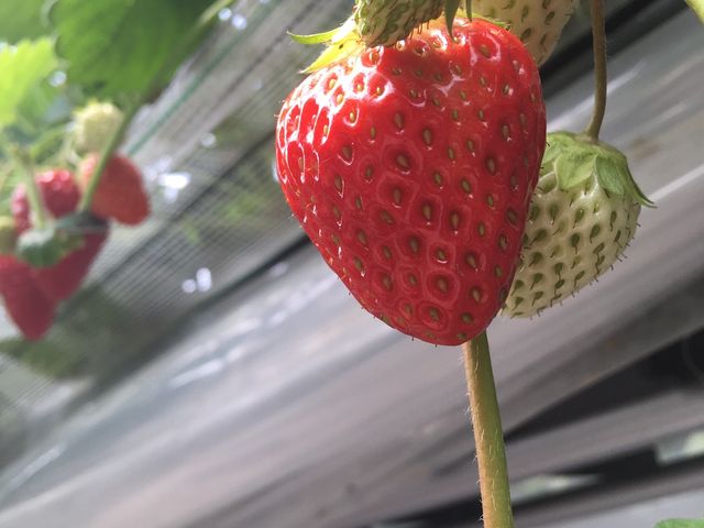 いちご_海辺のいちご畑