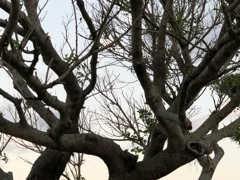 ぴーのさんの鞍馬山への投稿写真1