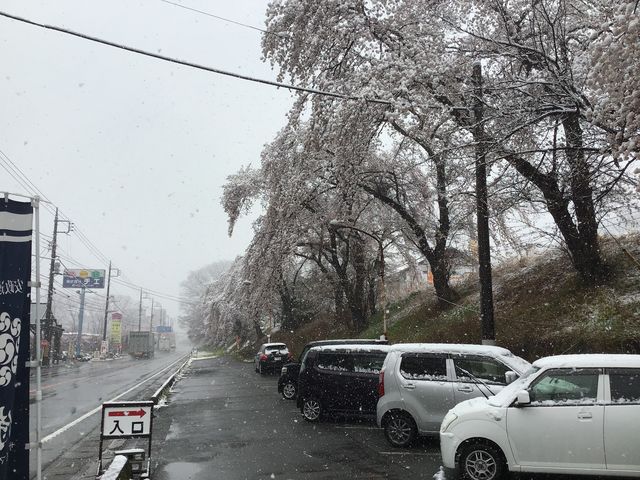 桜と雪模様_おぎのや ドライブイン横川