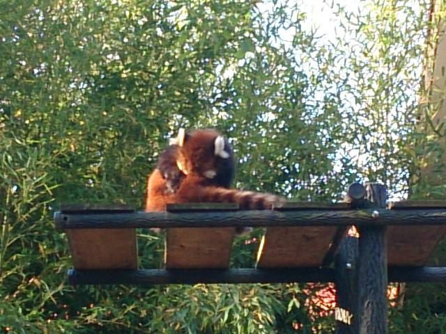 レッサーパンダ_千葉市動物公園
