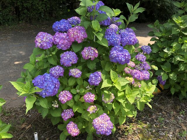 紫陽花きれいだった_大聖寺