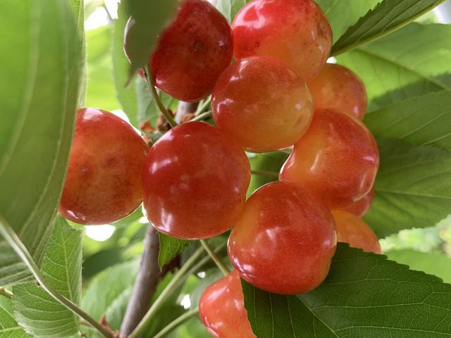 大粒の佐藤錦。_宮本農園