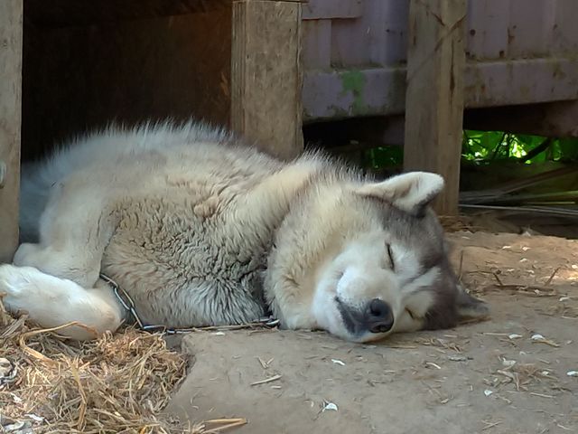 犬ぞりチームはオフシーズンを満喫_フラノトレッキングサポート遊馬