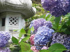 大滝山福生寺西法院の紫陽花の写真3