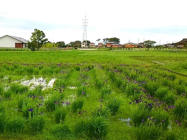 こぼらさんの斎宮のハナショウブ群落の投稿写真1