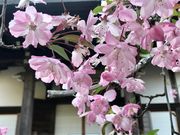 めのうさんの光則寺のカイドウの投稿写真2