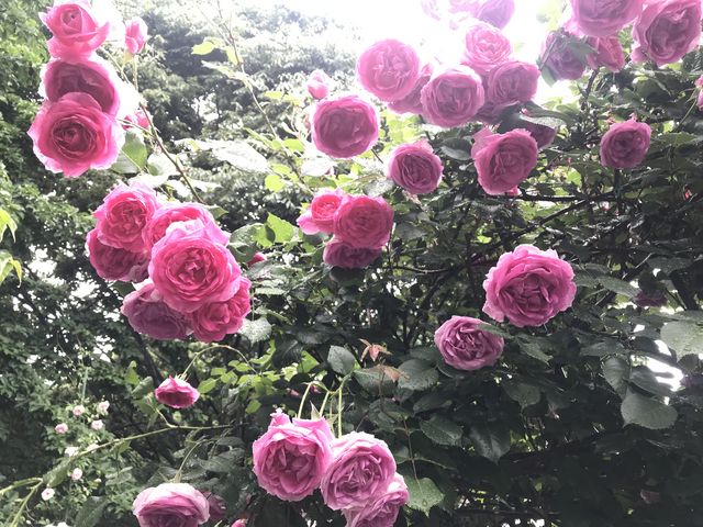 花豆っ子さんの東御市文化会館(サンテラスホール)の投稿写真1