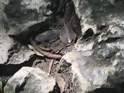 ぴーのさんの金華山の投稿写真1