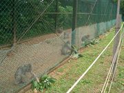 キッドさんの野猿公苑の投稿写真1