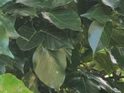 ぴーのさんの住吉神社の投稿写真1