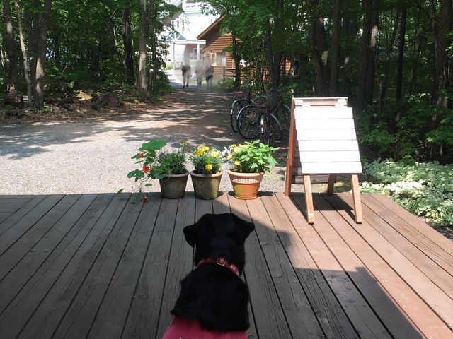 美味しいビーフシチューをテラス席で犬同伴でいただける大変ありがたいお店です_ブラン・ルージュ