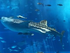 沖縄美ら海水族館の写真1