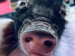 りゅうさんのミニブタカフェ ピグれットへの投稿写真1