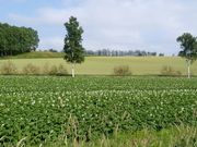 チーチャンさんのじゃがいもの投稿写真1